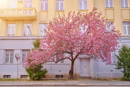 小巷里开满了美丽的樱花树。春城大街上,粉红色的樱花开在枝条上,阳光明媚,风景尽收眼底.享受这个城市的春天吧