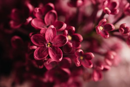 美丽的紫丁香花2023年的流行色彩洋红色背景.春天的花朵。紫丁香花落在灌木上.一束紫色的花,浅浅的田野深处.母亲节快乐贺卡