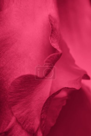 红色抽象背景。活力洋红的颜色，花瓣紧密相连。2023年自然色彩质感
